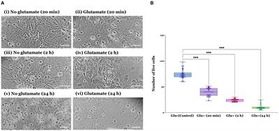 Neuroprotective effects of ellorarxine in neuronal models of degeneration